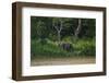 Bornean Pygmy Elephants (Elephas Maximus Borneensis)-Craig Lovell-Framed Photographic Print