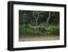 Bornean Pygmy Elephants (Elephas Maximus Borneensis)-Craig Lovell-Framed Photographic Print