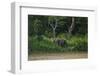 Bornean Pygmy Elephants (Elephas Maximus Borneensis)-Craig Lovell-Framed Photographic Print