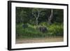 Bornean Pygmy Elephants (Elephas Maximus Borneensis)-Craig Lovell-Framed Photographic Print