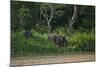Bornean Pygmy Elephants (Elephas Maximus Borneensis)-Craig Lovell-Mounted Photographic Print