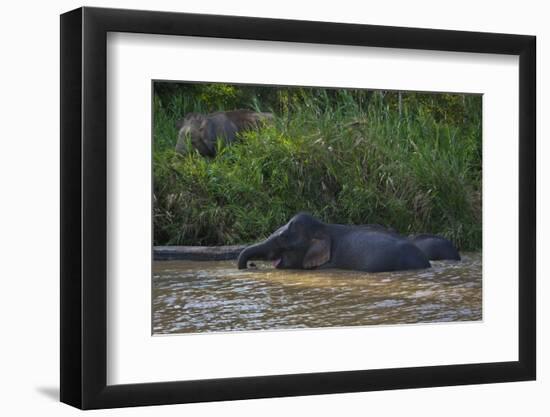 Bornean Pygmy Elephants (Elephas Maximus Borneensis)-Craig Lovell-Framed Photographic Print