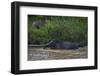 Bornean Pygmy Elephants (Elephas Maximus Borneensis)-Craig Lovell-Framed Photographic Print