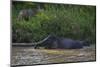 Bornean Pygmy Elephants (Elephas Maximus Borneensis)-Craig Lovell-Mounted Photographic Print