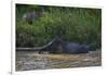 Bornean Pygmy Elephants (Elephas Maximus Borneensis)-Craig Lovell-Framed Photographic Print