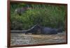 Bornean Pygmy Elephants (Elephas Maximus Borneensis)-Craig Lovell-Framed Photographic Print