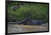 Bornean Pygmy Elephants (Elephas Maximus Borneensis)-Craig Lovell-Framed Photographic Print