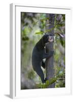 Bornean Sun Bear (Helarctos Malayanus Euryspilus) Climbing Tree At Conservation Centre-Nick Garbutt-Framed Photographic Print