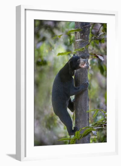Bornean Sun Bear (Helarctos Malayanus Euryspilus) Climbing Tree At Conservation Centre-Nick Garbutt-Framed Photographic Print