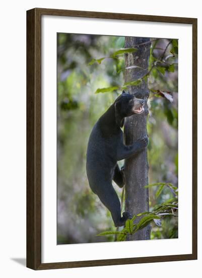 Bornean Sun Bear (Helarctos Malayanus Euryspilus) Climbing Tree At Conservation Centre-Nick Garbutt-Framed Photographic Print