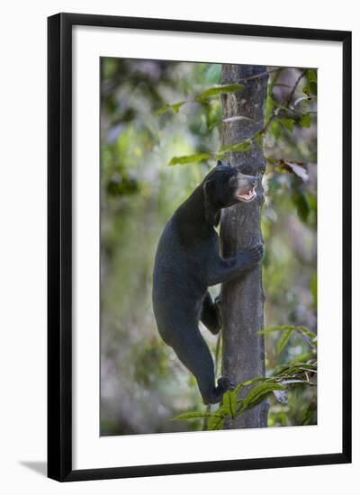 Bornean Sun Bear (Helarctos Malayanus Euryspilus) Climbing Tree At Conservation Centre-Nick Garbutt-Framed Photographic Print