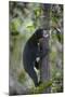 Bornean Sun Bear (Helarctos Malayanus Euryspilus) Climbing Tree At Conservation Centre-Nick Garbutt-Mounted Photographic Print