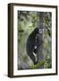 Bornean Sun Bear (Helarctos Malayanus Euryspilus) Climbing Tree At Conservation Centre-Nick Garbutt-Framed Photographic Print