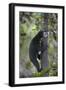 Bornean Sun Bear (Helarctos Malayanus Euryspilus) Climbing Tree At Conservation Centre-Nick Garbutt-Framed Photographic Print