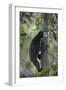 Bornean Sun Bear (Helarctos Malayanus Euryspilus) Climbing Tree At Conservation Centre-Nick Garbutt-Framed Photographic Print