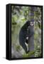 Bornean Sun Bear (Helarctos Malayanus Euryspilus) Climbing Tree At Conservation Centre-Nick Garbutt-Framed Stretched Canvas