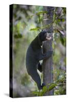 Bornean Sun Bear (Helarctos Malayanus Euryspilus) Climbing Tree At Conservation Centre-Nick Garbutt-Stretched Canvas