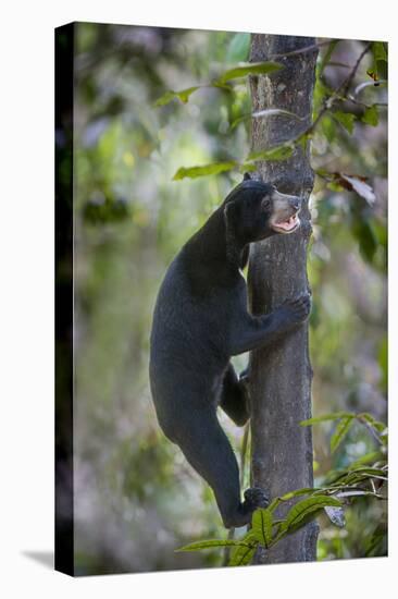 Bornean Sun Bear (Helarctos Malayanus Euryspilus) Climbing Tree At Conservation Centre-Nick Garbutt-Stretched Canvas