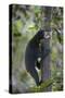 Bornean Sun Bear (Helarctos Malayanus Euryspilus) Climbing Tree At Conservation Centre-Nick Garbutt-Stretched Canvas