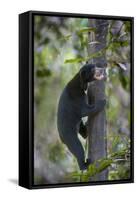 Bornean Sun Bear (Helarctos Malayanus Euryspilus) Climbing Tree At Conservation Centre-Nick Garbutt-Framed Stretched Canvas
