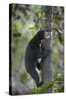 Bornean Sun Bear (Helarctos Malayanus Euryspilus) Climbing Tree At Conservation Centre-Nick Garbutt-Stretched Canvas