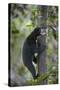 Bornean Sun Bear (Helarctos Malayanus Euryspilus) Climbing Tree At Conservation Centre-Nick Garbutt-Stretched Canvas