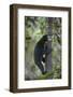 Bornean Sun Bear (Helarctos Malayanus Euryspilus) Climbing Tree At Conservation Centre-Nick Garbutt-Framed Photographic Print