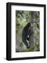 Bornean Sun Bear (Helarctos Malayanus Euryspilus) Climbing Tree At Conservation Centre-Nick Garbutt-Framed Photographic Print