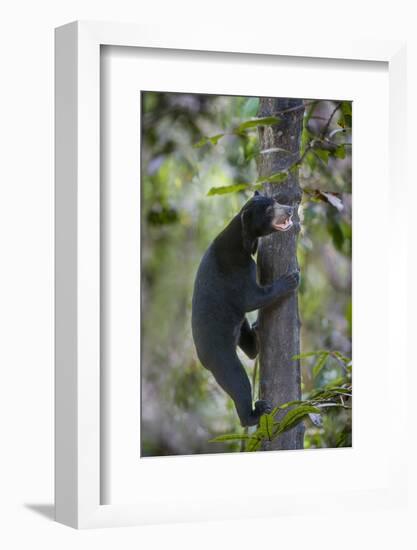 Bornean Sun Bear (Helarctos Malayanus Euryspilus) Climbing Tree At Conservation Centre-Nick Garbutt-Framed Photographic Print