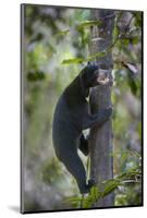 Bornean Sun Bear (Helarctos Malayanus Euryspilus) Climbing Tree At Conservation Centre-Nick Garbutt-Mounted Photographic Print