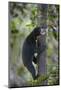 Bornean Sun Bear (Helarctos Malayanus Euryspilus) Climbing Tree At Conservation Centre-Nick Garbutt-Mounted Photographic Print