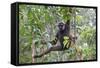 Bornean White-Bearded or Agile Gibbon, (Hylobates Albibarbis) in Tree, South West Borneo-Mark Taylor-Framed Stretched Canvas