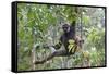 Bornean White-Bearded or Agile Gibbon, (Hylobates Albibarbis) in Tree, South West Borneo-Mark Taylor-Framed Stretched Canvas