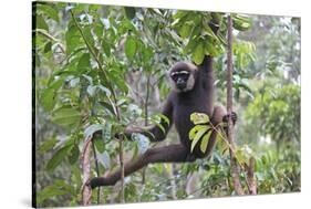 Bornean White-Bearded or Agile Gibbon, (Hylobates Albibarbis) in Tree, South West Borneo-Mark Taylor-Stretched Canvas
