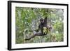 Bornean White-Bearded or Agile Gibbon, (Hylobates Albibarbis) in Tree, South West Borneo-Mark Taylor-Framed Photographic Print