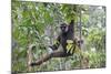 Bornean White-Bearded or Agile Gibbon, (Hylobates Albibarbis) in Tree, South West Borneo-Mark Taylor-Mounted Photographic Print