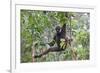 Bornean White-Bearded or Agile Gibbon, (Hylobates Albibarbis) in Tree, South West Borneo-Mark Taylor-Framed Photographic Print