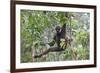 Bornean White-Bearded or Agile Gibbon, (Hylobates Albibarbis) in Tree, South West Borneo-Mark Taylor-Framed Photographic Print