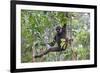 Bornean White-Bearded or Agile Gibbon, (Hylobates Albibarbis) in Tree, South West Borneo-Mark Taylor-Framed Photographic Print