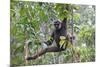 Bornean White-Bearded or Agile Gibbon, (Hylobates Albibarbis) in Tree, South West Borneo-Mark Taylor-Mounted Photographic Print