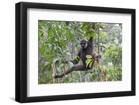 Bornean White-Bearded or Agile Gibbon, (Hylobates Albibarbis) in Tree, South West Borneo-Mark Taylor-Framed Photographic Print