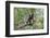 Bornean White-Bearded or Agile Gibbon, (Hylobates Albibarbis) in Tree, South West Borneo-Mark Taylor-Framed Photographic Print