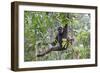 Bornean White-Bearded or Agile Gibbon, (Hylobates Albibarbis) in Tree, South West Borneo-Mark Taylor-Framed Photographic Print