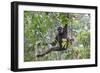 Bornean White-Bearded or Agile Gibbon, (Hylobates Albibarbis) in Tree, South West Borneo-Mark Taylor-Framed Photographic Print