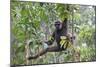 Bornean White-Bearded or Agile Gibbon, (Hylobates Albibarbis) in Tree, South West Borneo-Mark Taylor-Mounted Photographic Print