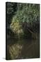 Borneo_D284-Craig Lovell-Stretched Canvas
