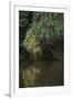 Borneo_D284-Craig Lovell-Framed Photographic Print