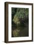 Borneo_D284-Craig Lovell-Framed Photographic Print