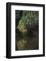 Borneo_D284-Craig Lovell-Framed Photographic Print
