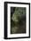 Borneo_D284-Craig Lovell-Framed Photographic Print